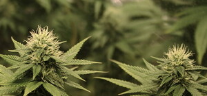 Видеофакт: новая трасса под Симферополем зарастает коноплей