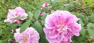 Обнови аватарку: в ботаническом саду зацвели розы