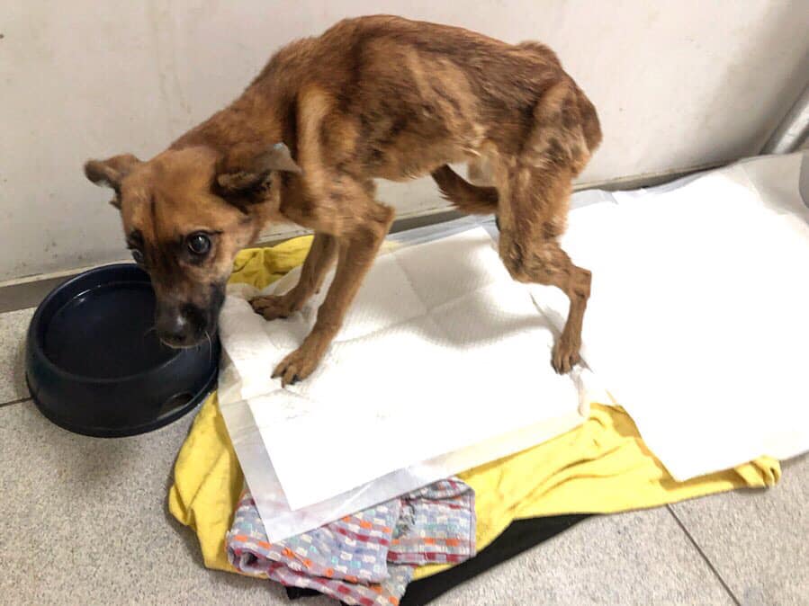 В Харькове девушка спасла истощенную собаку. Instagram Виолетта Мартинсон