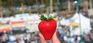 Не пропусти: на Полтавщине проведут Всеукраинский фестиваль клубники