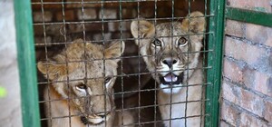 Восстановят популяцию: львов из Бердянского зоопарка отправили в Африку (фото, видео)