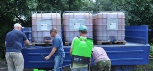 Не косят и даже не стригут: как в Полтаве борются с амброзией