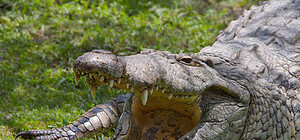 Основные версии: кто и зачем привез и убил в Симферополе крокодилов