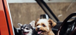 Ні пройти, ні проїхати: львів'яни вимагають прибрати парковку на проспекті Свободи