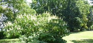 Сделай фоточку в свой Instagram: в ботсаду зацвели необычные каштаны