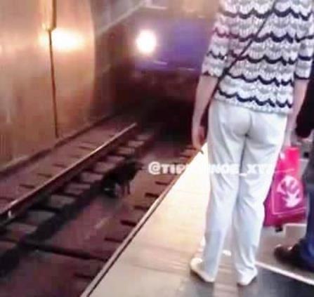 В Харькове собаку заметили на рельсах в метро. Фото: скриншот видео