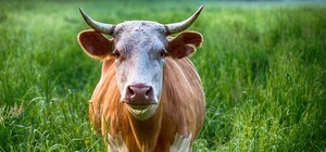 Потерялась: по проспекту Богдана Хмельницкого бродила одинокая Мадонна (видео)