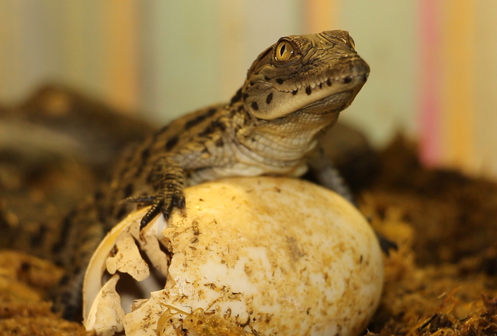 В Харькове у крокодилов родилось потомство. Фото: zoo.kharkov.ua