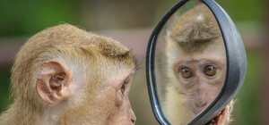 Дерзкий побег: в Харькове посреди дороги ловили обезьян (видео)