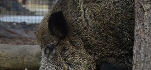 На Хортице устроили крематорий: сжигают трупы диких кабанов