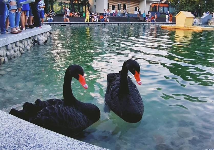 Лебеди на озере в саду Шевченко в Харькове. Фото: @solncebyme