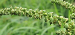 Проверь адрес: где в Симферополе будут косить амброзию