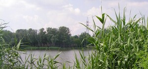 На Оболони приведут в порядок озеро Птичье: что там собираются сделать