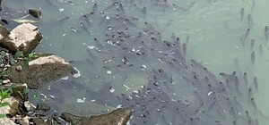 Экологическая катастрофа: в Дубовой роще массовый мор рыбы (видео)