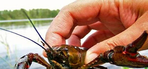 На популярному озері біля Львова масово гинуть раки