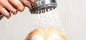 Питомец заценит: в Киеве в жилом доме появились душевые кабинки для собак