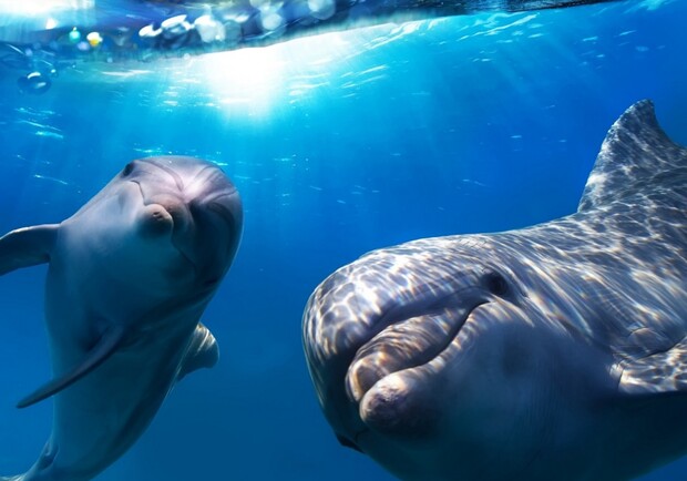 Афиша - Детям - Дельфинарий «Nemo» расписание на май