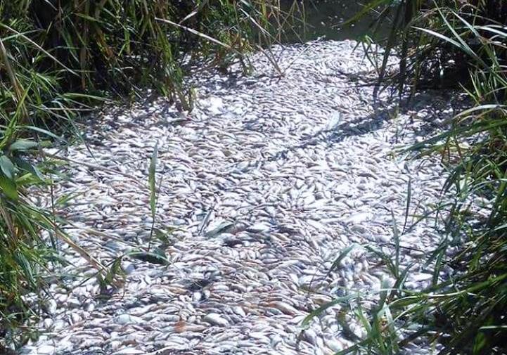 В реке Уды массово погибла рыба. Фото: Харьков City