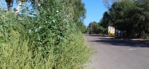 Горожан будут наказывать за нескошенную траву: какой штраф