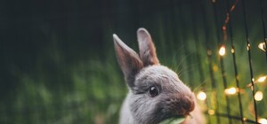 Шоу-представление 