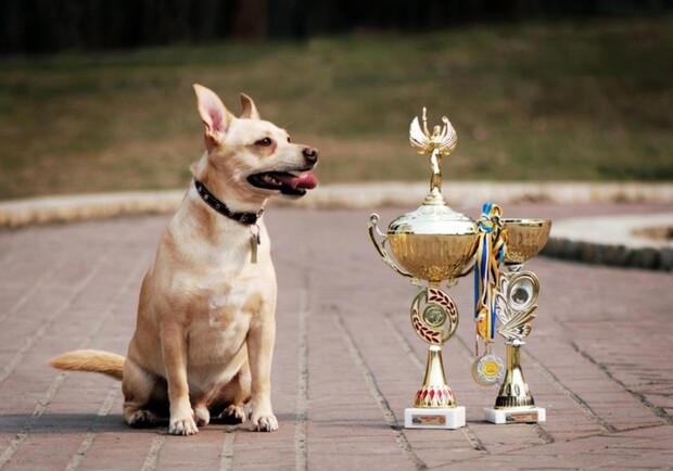 Афиша - Выставки - Выставка беспородных собак "Сердце самой чистой породы"