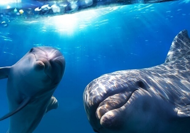Афиша - Бесплатно - Дельфинарий «Nemo» расписание на декабрь