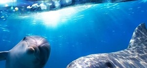 Дельфинарий «Nemo» расписание на декабрь