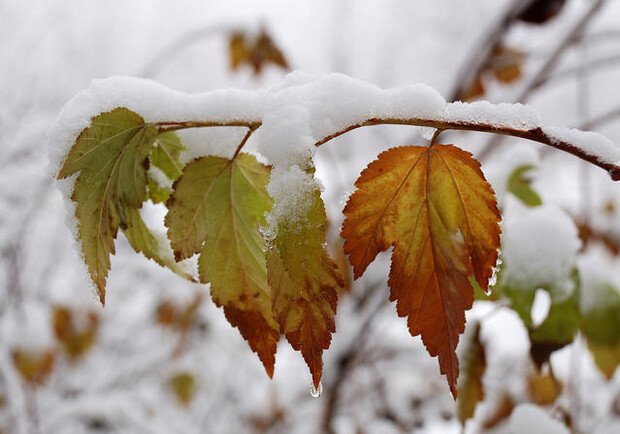 Первый снег пойдет в пятницу. Фото: fotku.ru