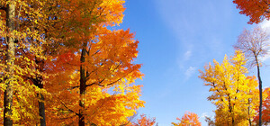 Будь в курсе: какая погода ждет украинцев осенью