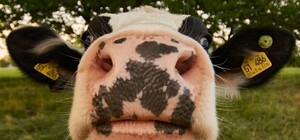 У Львові на концерт 