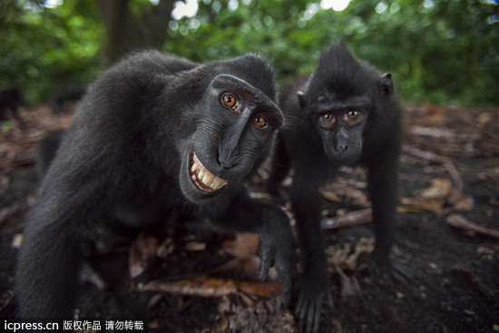 Новость - События - 33 миллиона: стало известно сколько будут стоить вольеры для обезьян в Харьковском зоопарке