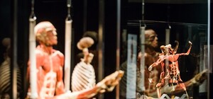 7 причин посетить выставку Body Worlds - 