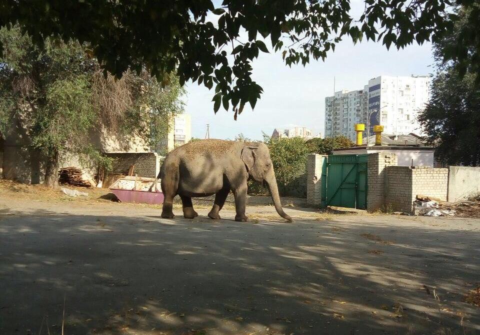 В Харькове на улице заметили слона. Фото: ХХ