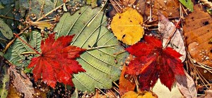 Под руководством школьника: в Киеве начали делать бумагу из опавших листьев