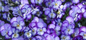 Вход свободный: киевлян зовут на выставку фиалок в Музей гетьманства