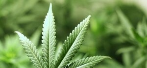 На грядке выращивал марихуану: в Днепровском районе обнаружили наркоплантацию