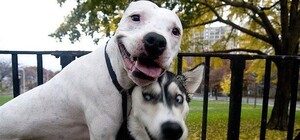 Фотофакт: львів’яни закидали собачим лайном припаркований на газоні автомобіль