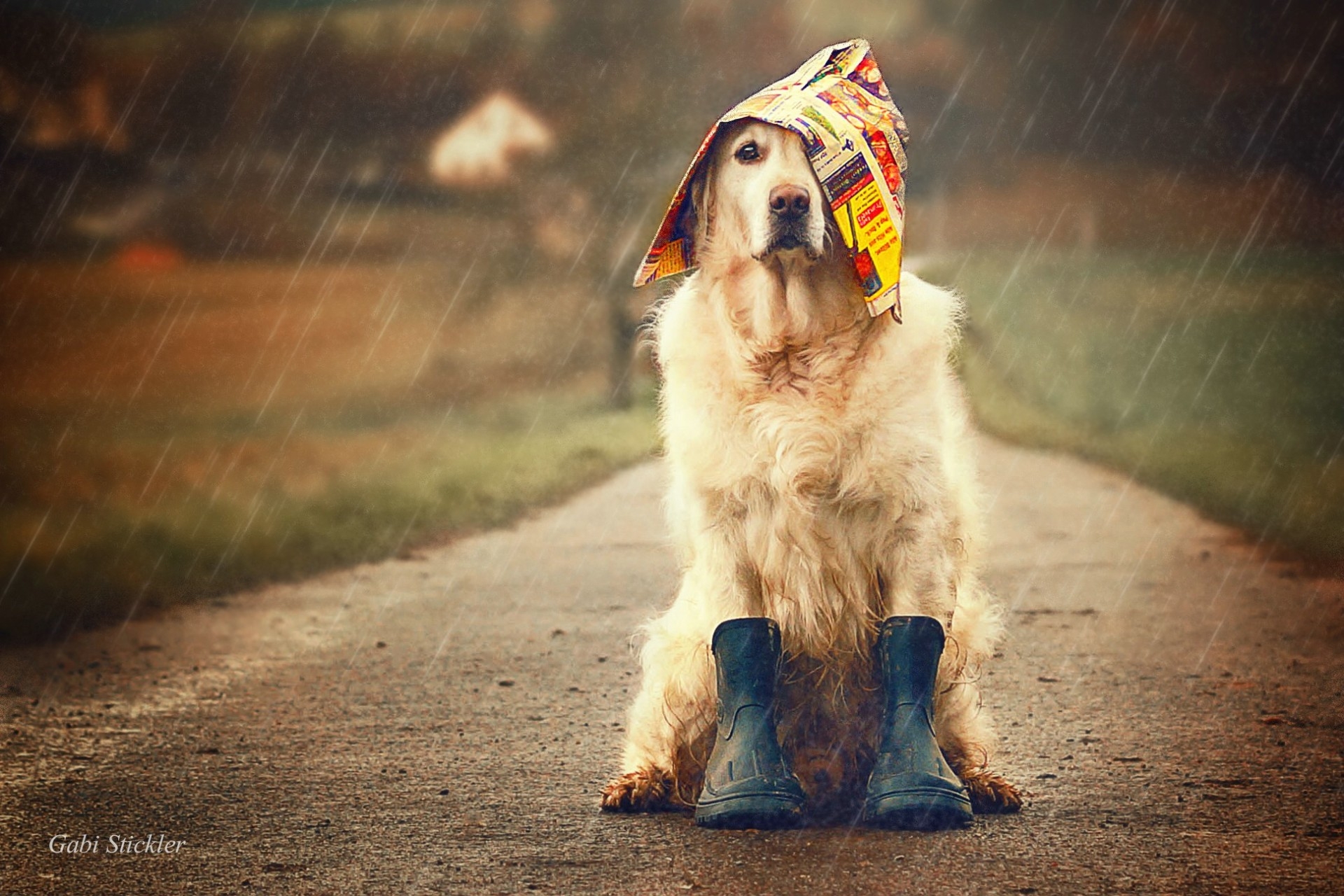 Собака звон. Веселая собака. Собака под дождем. Пес под дождем. Щенок под дождем.
