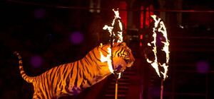 Свободу мавпочкам: Львів хоче заборонити використання тварин у цирках