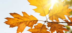 Теплая осень: узнай, какой будет погода в Одессе на будущей неделе