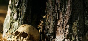 В лесопосадке: в Харькове нашли скелет