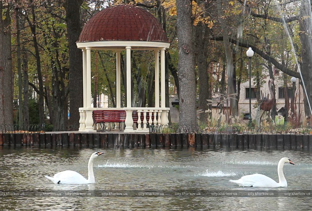 Лебедей из парка Горького перевезли на зимовку в зоопарк. Фото: city.kharkov.ua