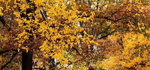 Несподівана знахідка: під час прогулянки парком львів'янин знайшов голову