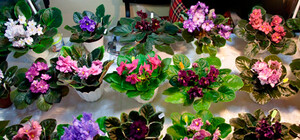 Зайди полюбоваться: в Киеве откроется выставка фиалок