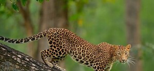 Экзотика: в центре Киева заметили мужчину с леопардом. Фото