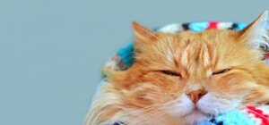 Мороз и сильный ветер: какая погода будет сегодня в Запорожье