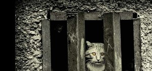 Без колебаний и жалости: на Парусе местная жительница замуровала котов