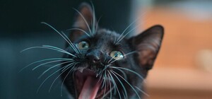 Black Friday: у Львові оголосили знижки на кастрацію і стерилізацію