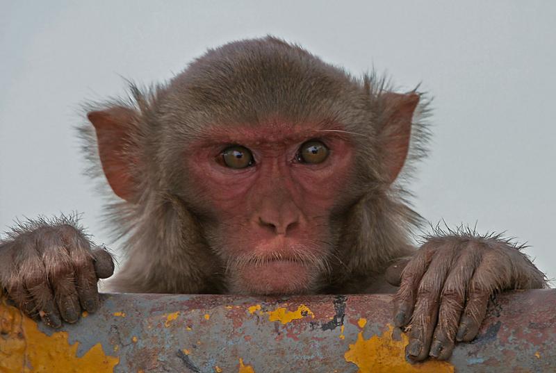 В Харькове заметили обезьяну в магазине. Фото иллюстративное: wikipedia.org
