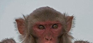 Видеофакт: в харьковский супермаркет забежала обезьяна